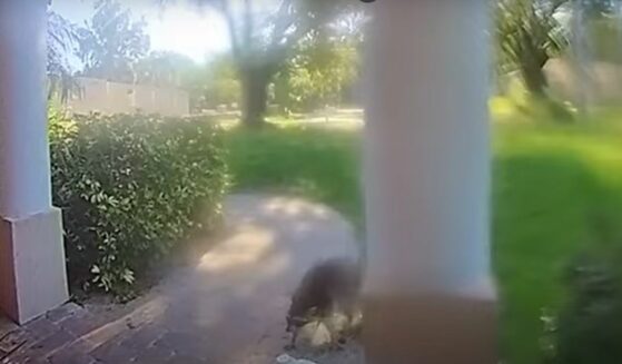 Raccoon chases dog and owner into house.