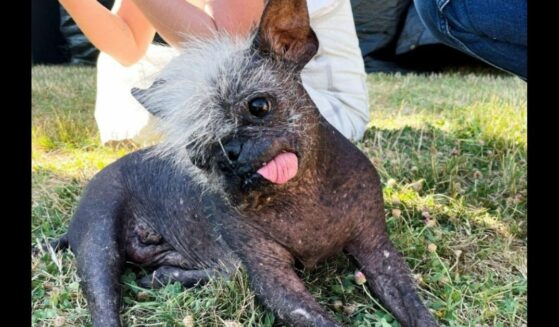 Mr. Happy Face, winner of the 'World's Ugliest Dog' title of 2022.