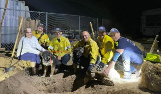 Firefighters pose for picture with the two rescued pups and the tortoise.