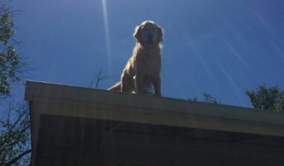 Huck the Roof Dog on the roof posing for a picture.