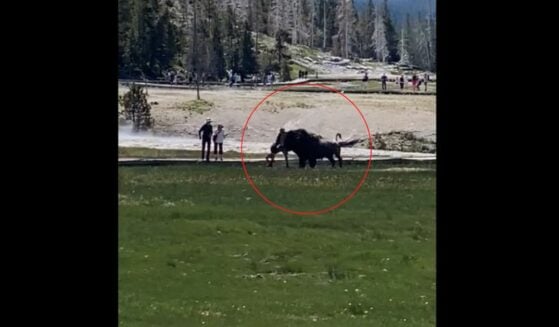 Still from video of man getting gored by wild buffalo at Yellowstone National Park.