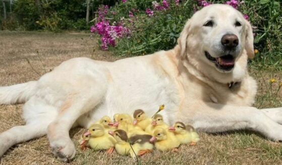 Fred, the labrador retriever, caring for orphaned ducklings.