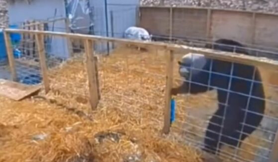 Pigs defend territory when bear climbs into their pin.