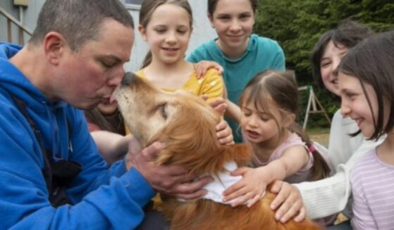 Lost golden retriever Lulu is reunited with her family.