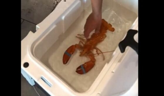 Lobster being transported from Red Lobster Restaurant to Ripley's Aquarium of Myrtle Beach.
