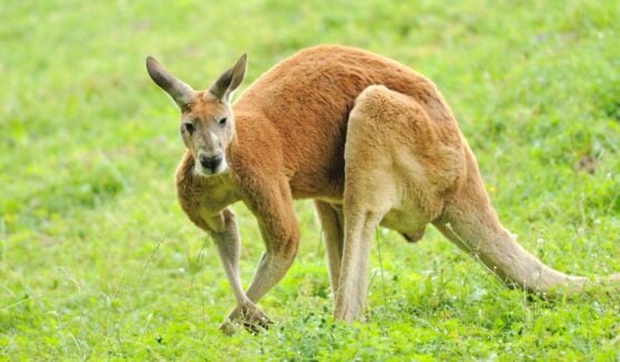 Kangaroo in the wild.