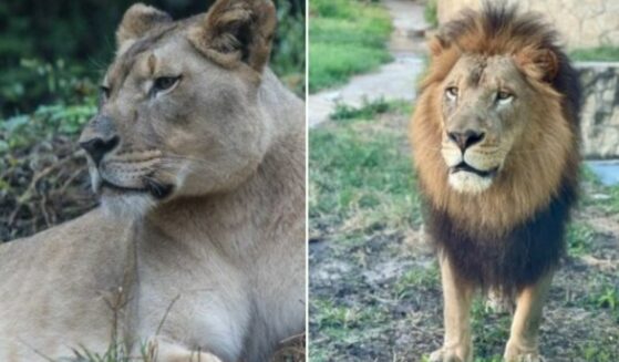 Lioness Akili (L) and male lion Josh (R).
