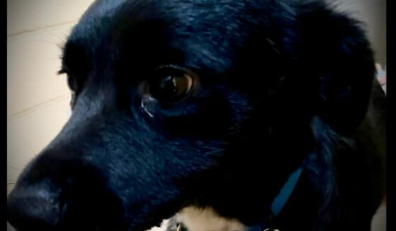 The black border collie “Saul” who rescued his stranded injured owner.
