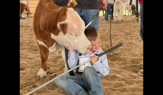 Kutter Shed and one of his mini showing heifers.