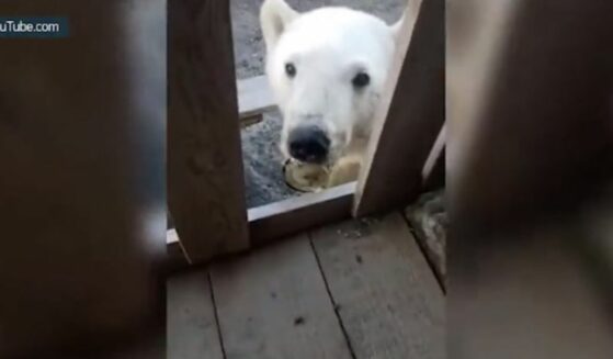 Emaciated polar bear seeks help from human to remove tin can from tongue.