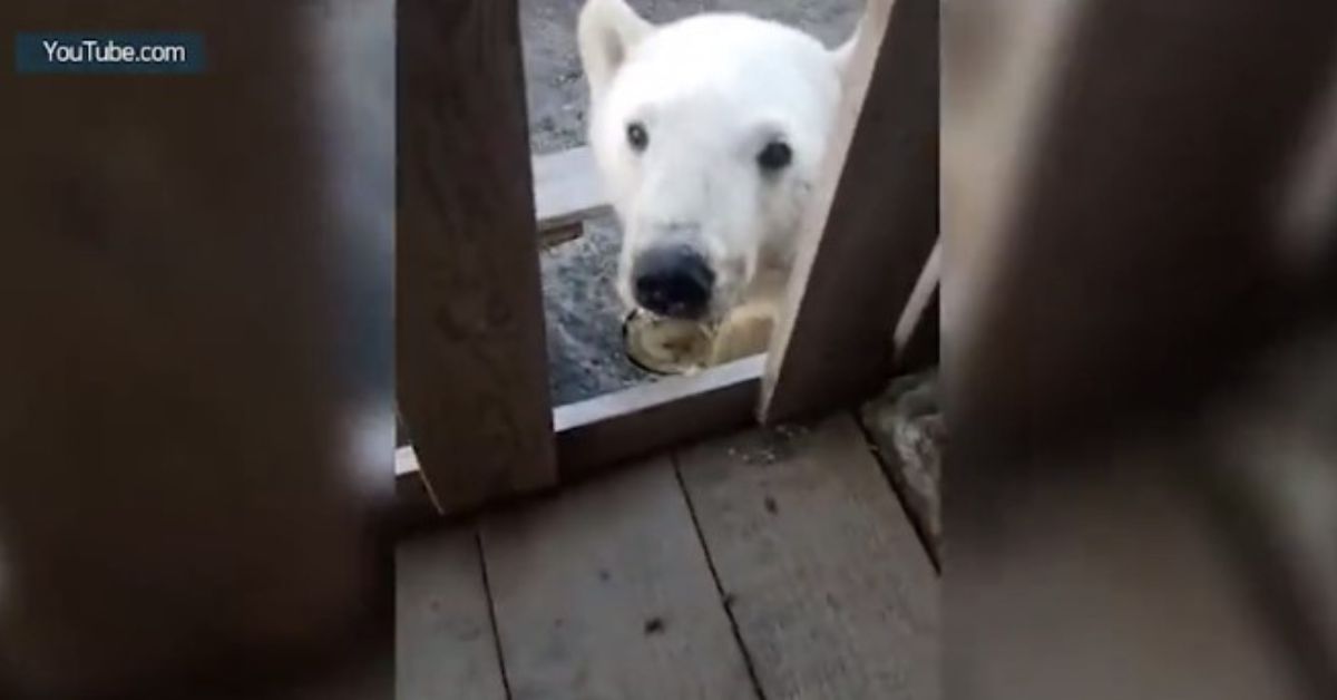 Video: Injured Polar Bear Cub Turns to Humans for Help