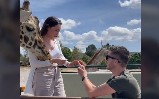 Giraffe photobombs proposal.