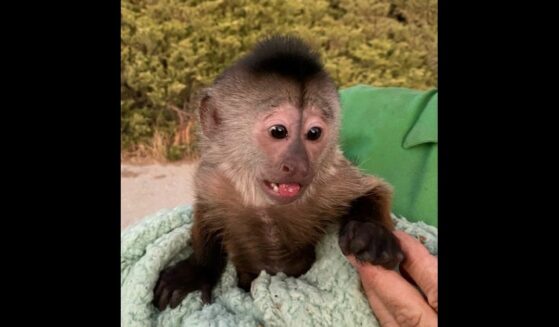 Route the Capuchin monkey that dialed 911 several times.