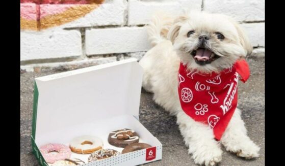 Dog posing with a box of Krispy Kreme doggie doughnuts.