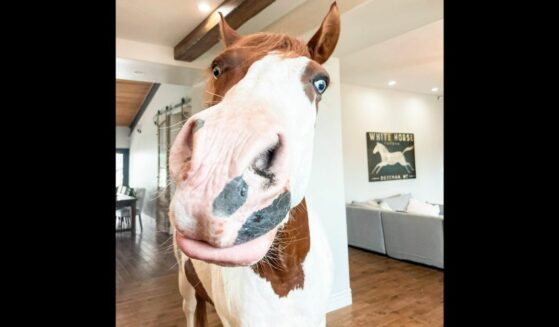 Charlie the "House Horse" indoors.