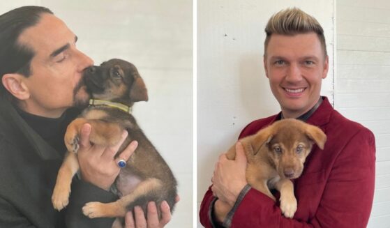 Nashville Humane Association puppies Kevin (left) and Nick (right) meet their Backstreet Boys namesakes
