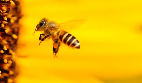 Image of bee on a sunflower; Man Stung 20,000 times by bees article