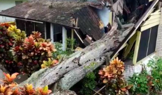 Zombie Tree Falls on 102-Year-Old Home