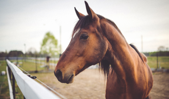 Brown horse on field. Photo by Kaboompics.com from Pexels/ Canva