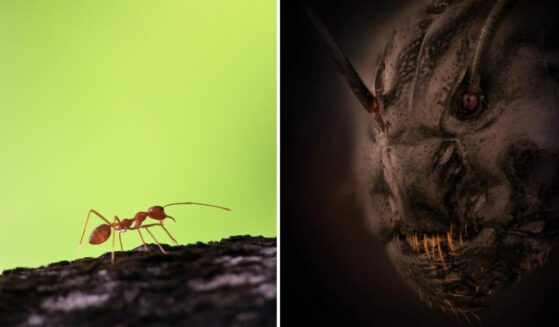 Ant walking on tree limb; close-up of ant's face.