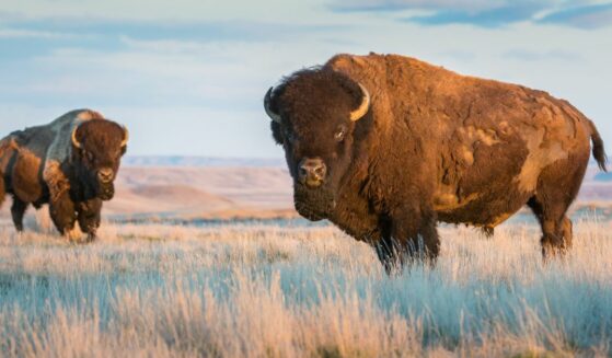 Two bison in field.