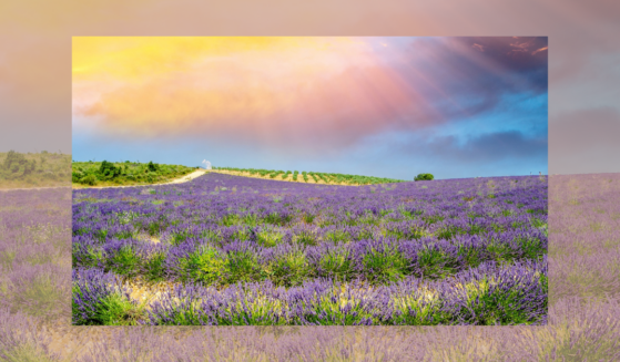 The Majesty of Jesus Christ article: beautiful lavender fields (Gagliardi Photography/ Canva)