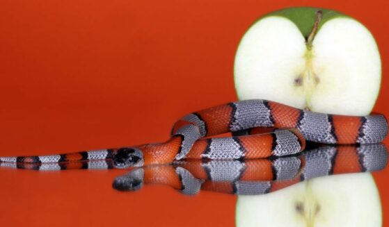 Striped snake with a green apple for original sin piece