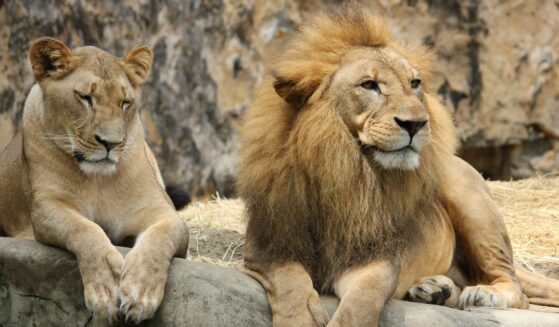 Lion and lioness relaxing on rock.