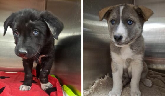 River, right, and Dixie, left; rescued puppies from Paws 4 the Cause