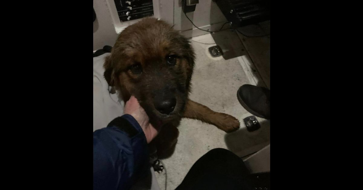 Firefighters Brave Icy Waters To Rescue Missing Service Dog